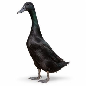 Black Runner duck standing upright
