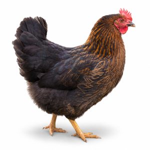 Black Sex Link Adult Townline Hatchery