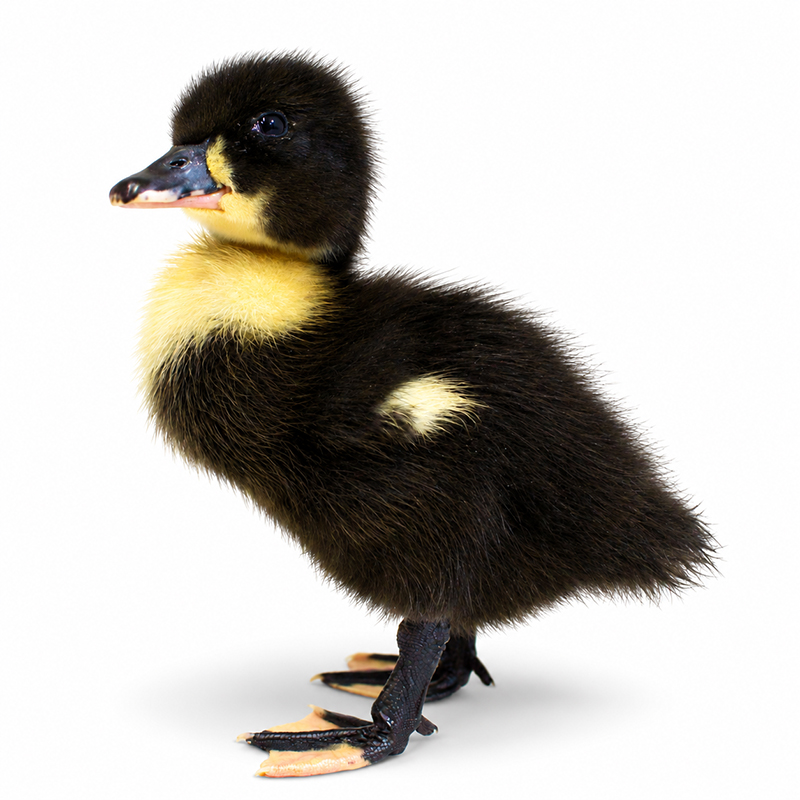 Swedish Black duckling, dark down