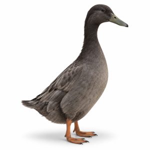 Blue Runner duck standing upright