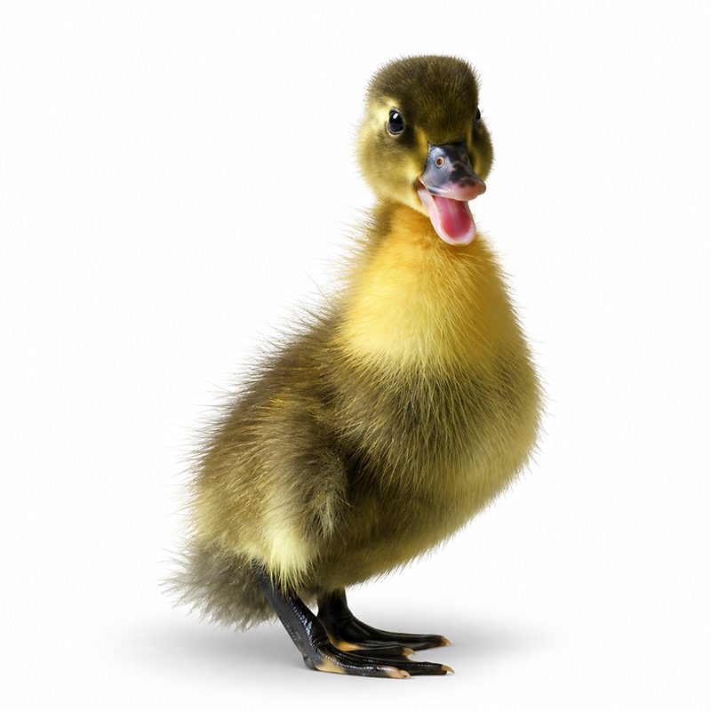 Swedish Blue duckling, dark down
