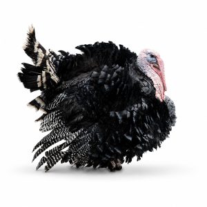 Orlopp Broad Breasted Bronze Turkey Adult Townline Hatchery