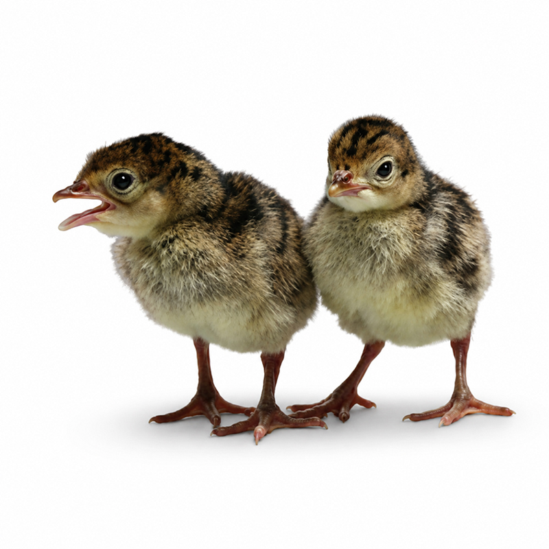 Orlopp Broad Breasted Bronze Turkey Chick Townline Hatchery