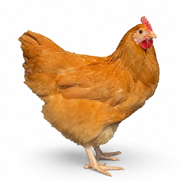 Buff Orpington Hen Townline Hatchery