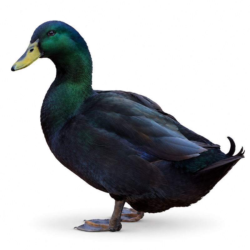 Cayuga
