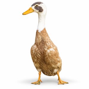 Fawn and White Indian Runner duck standing upright