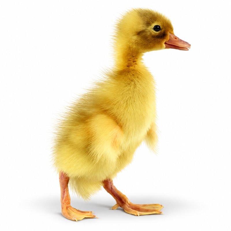Fawn and White Indian Runner duckling