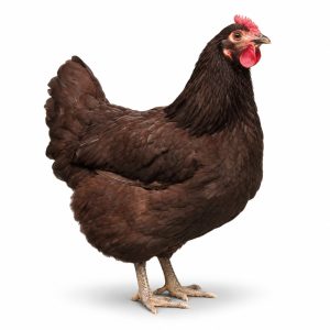 Black Jersey Giant Adult Townline Hatchery