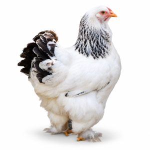 Light Brahma Adult Townline Hatchery