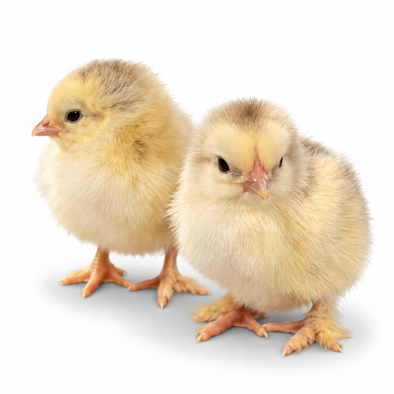 Light Brahma Chick Townline Hatchery