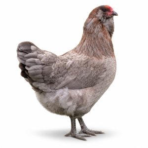 Olive Egger Adult Townline Hatchery