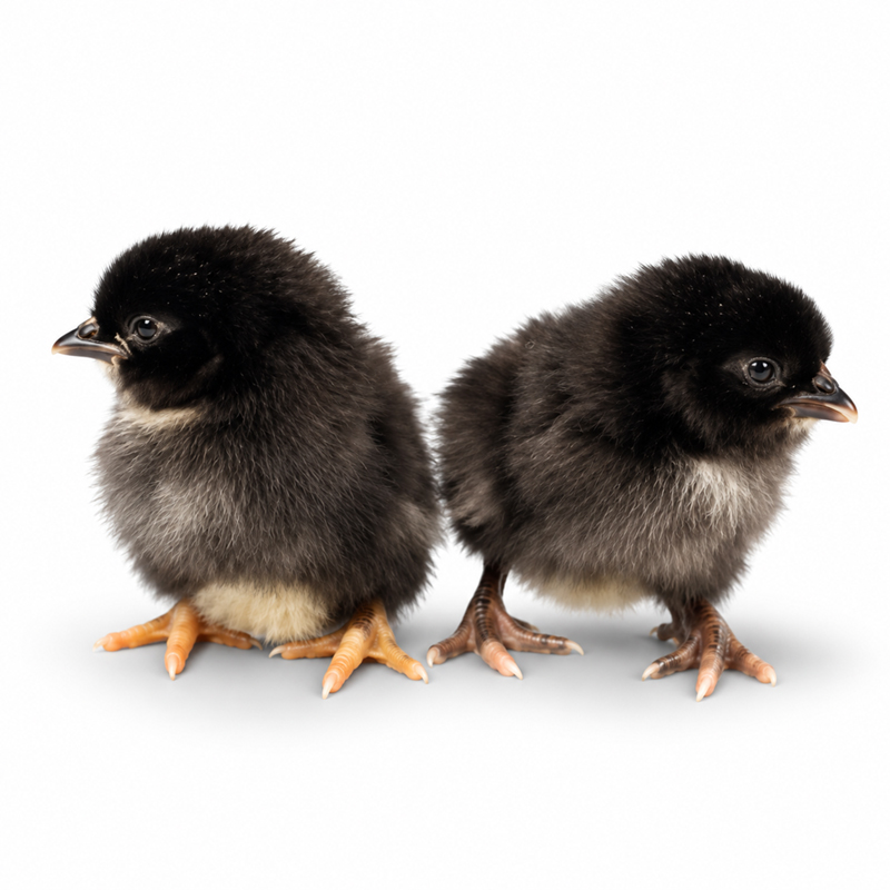 Olive Egger Chick Townline Hatchery
