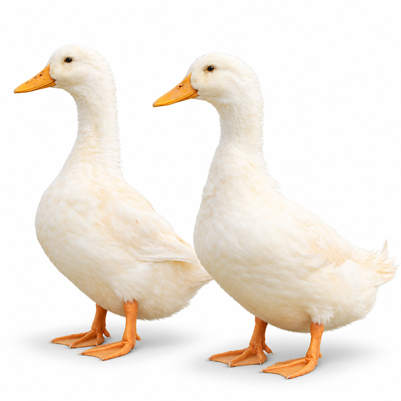 White Pekin