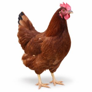 Rhode Island Red Adult Townline Hatchery