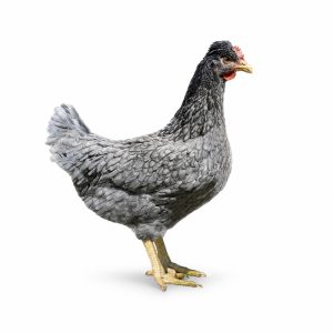 Sapphire Sky Adult Townline Hatchery