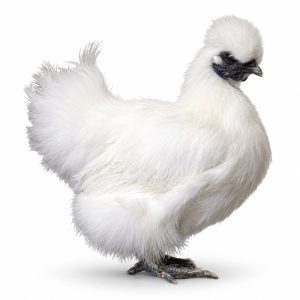 White Silkie Bantam Adult Townline Hatchery