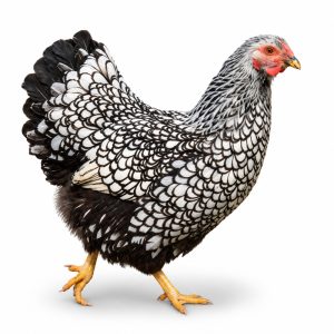 Silver Laced Wyandotte Adult Townline Hatchery